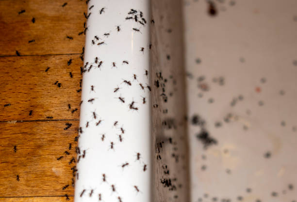 Best Flea Control Services  in Hurley, MS
