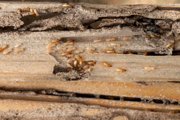 Best Insect Control  in Hurley, MS
